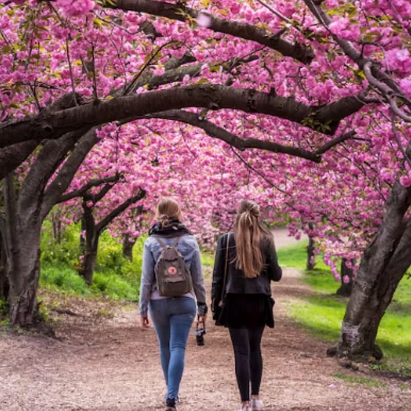 Cover Image for Creative Women Walk: Cherry Blossoms in Central Park