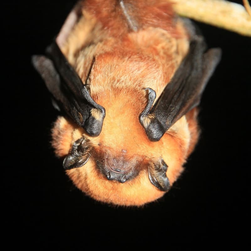 Cover Image for Webinar informativo segunda versión del curso “Softwares aplicados al estudio acústico de Quirópteros”