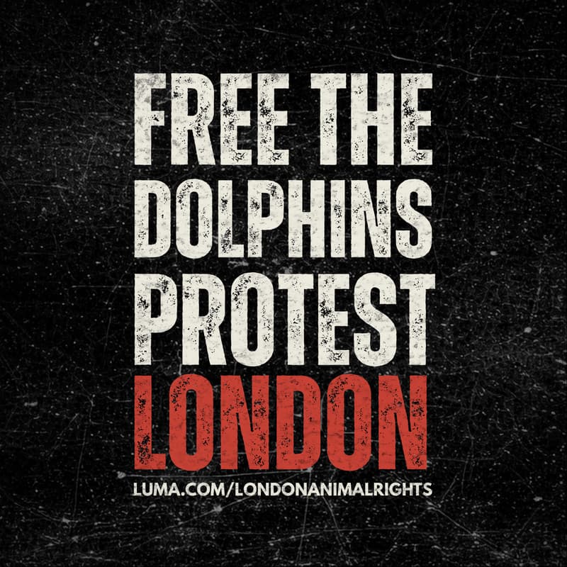 Cover Image for FREE THE DOLPHIN'S PROTEST
