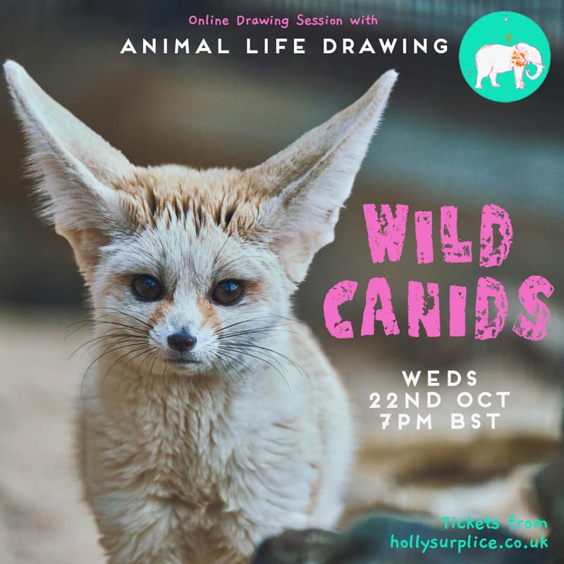 Cover Image for Wild Canids Drawing Session
