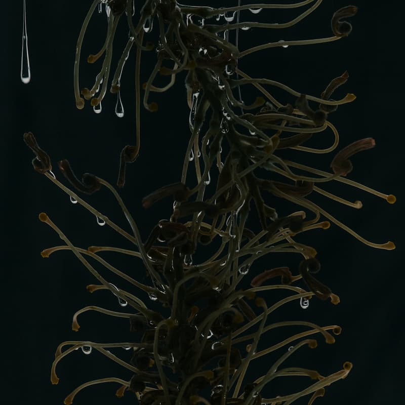 Cover Image for Tidelands