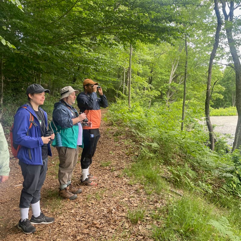 Cover Image for Spring Warbler Walk - Southern New Hampshire