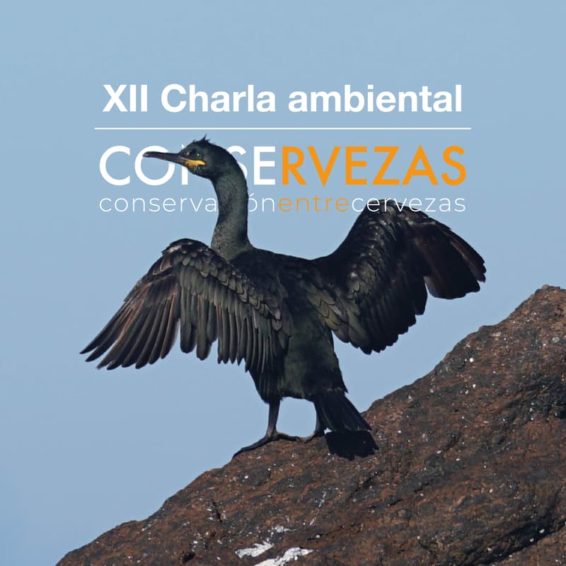 Cover Image for 🪶 Supervivientes del mar