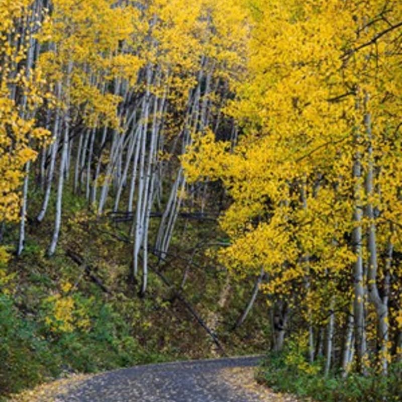 Cover Image for Adventure Almanac: Kebler Pass & Crested Butte -ASPENSSSS