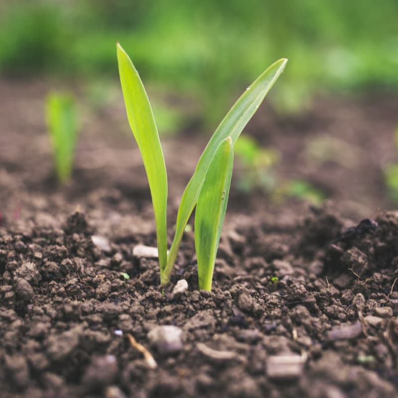 Cover Image for What really happens to your compost? A WALKING TOUR