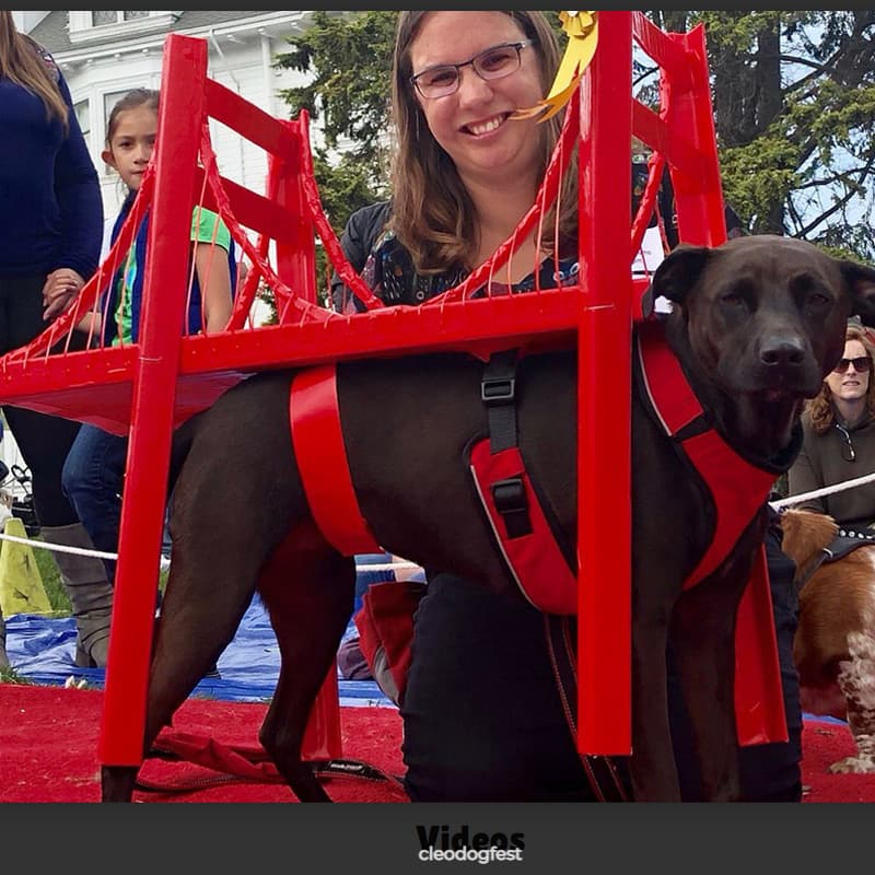 Cover Image for Signature Gathering at the 19th Annual San Francisco Dogfest