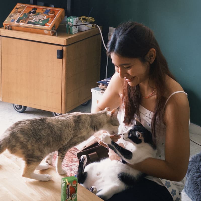 Cover Image for Volunteer at Kolektif Kucing