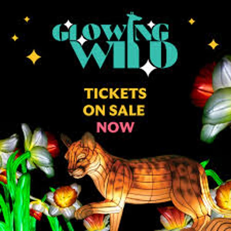 Cover Image for Glowing Wild: Denver Zoo Adult Night ✨🦁