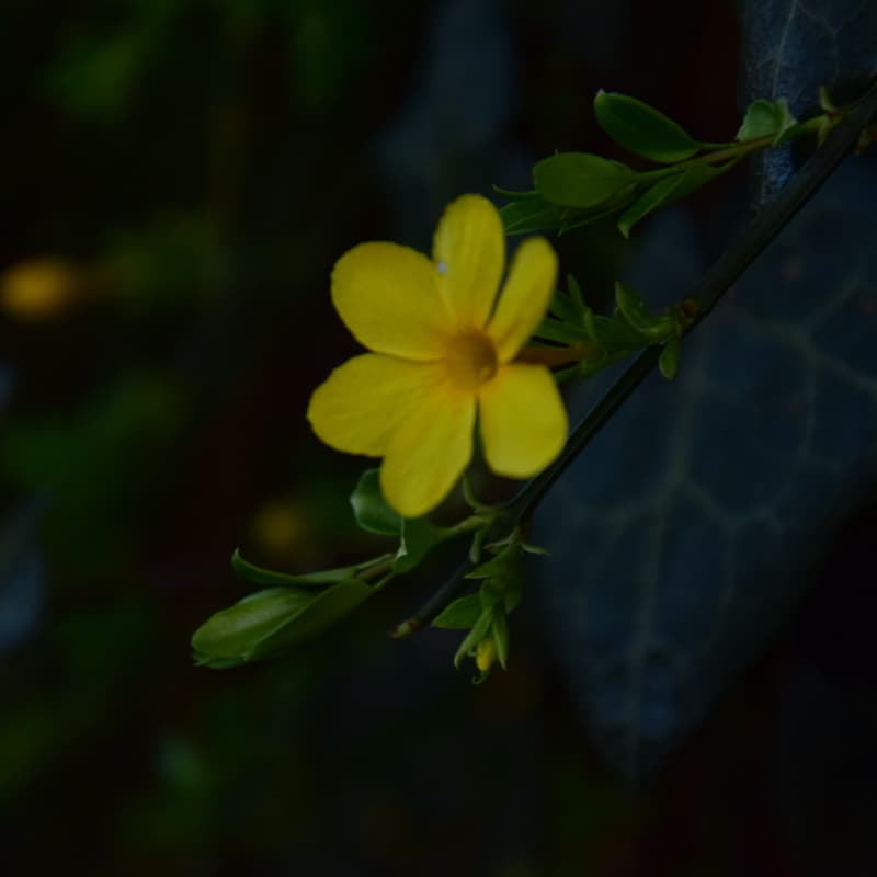 Cover Image for ✨ A Taste of Hope: Tea, Photography, and Film in a Burning World ✨