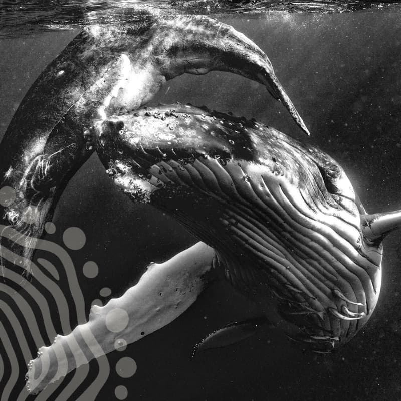 Cover Image for Whalesound 1: Humpback Whale Meditation Session