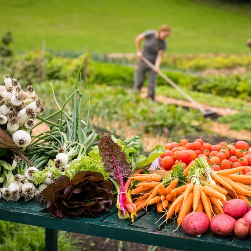 Cover Image for Rooted in the PNW: Cultivating a Healthier Future Through Local Food