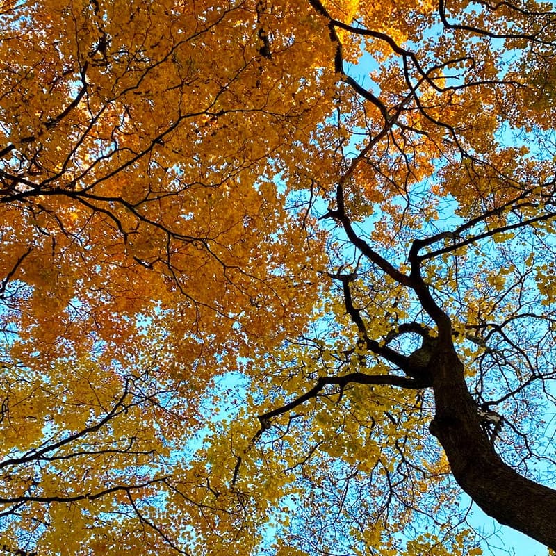 Cover Image for Latitude No. 4: Cusp of Autumn