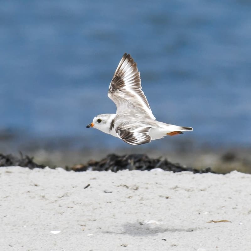 Cover Image for Precarious Paths: Migration through the lens of Piping Plovers