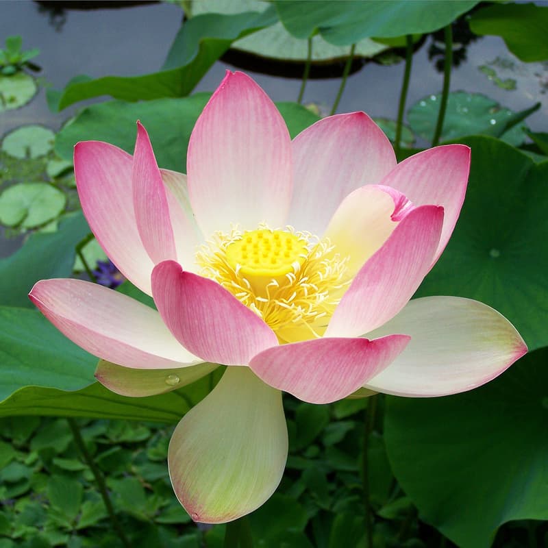Cover Image for Be One Earth - Summer Solstice Retreat