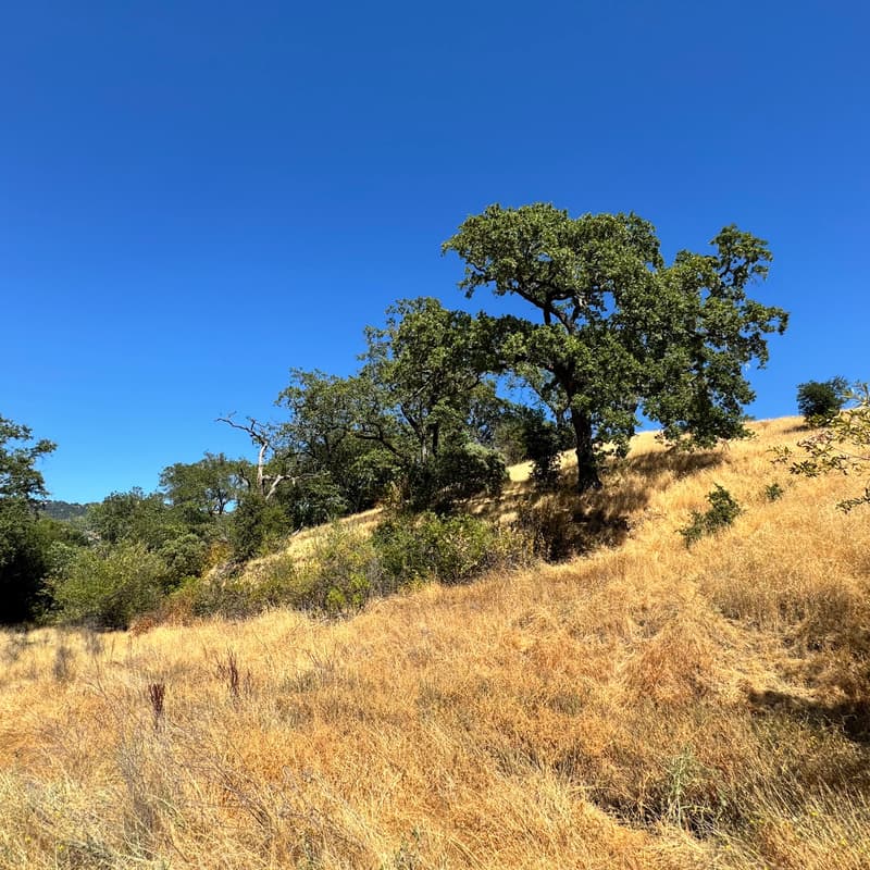 Cover Image for Esmeralda Open House + Parks & Open Space Workshop