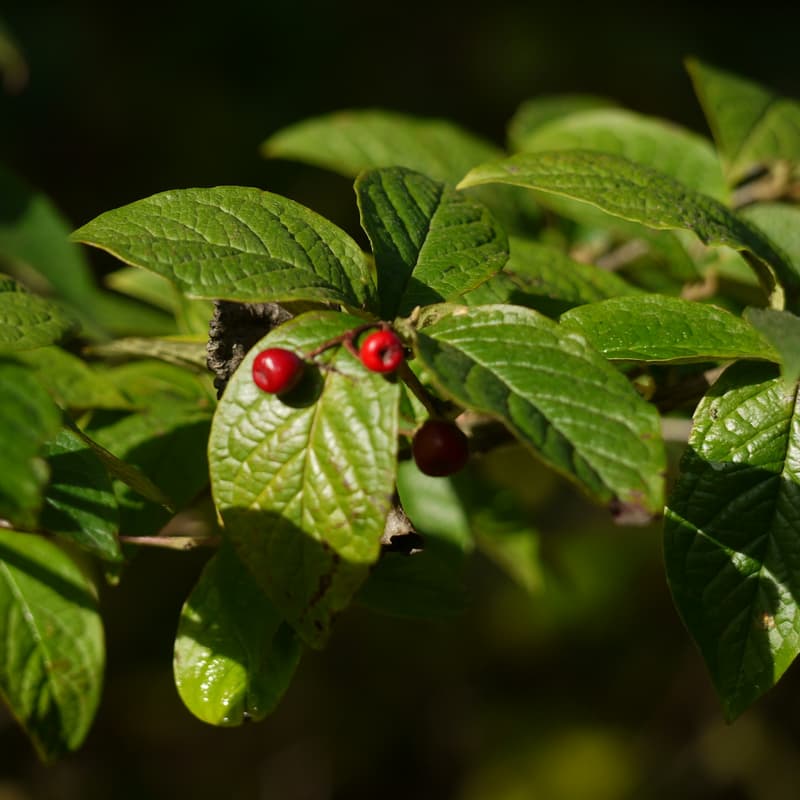 Cover Image for Cultivating Compassion & Care for Self and the World