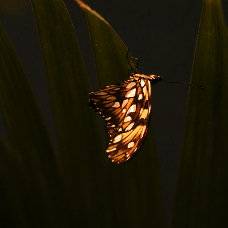Cover Image for Inner Transformation to System Change | Part 1: Radical Honesty