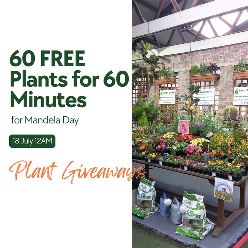 Cover Image for 60 FREE Plants for 60 Minutes MANDELA DAY