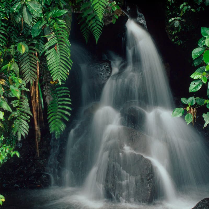 Cover Image for Procurement Is Power: How Subnational Actors Can Fight Deforestation