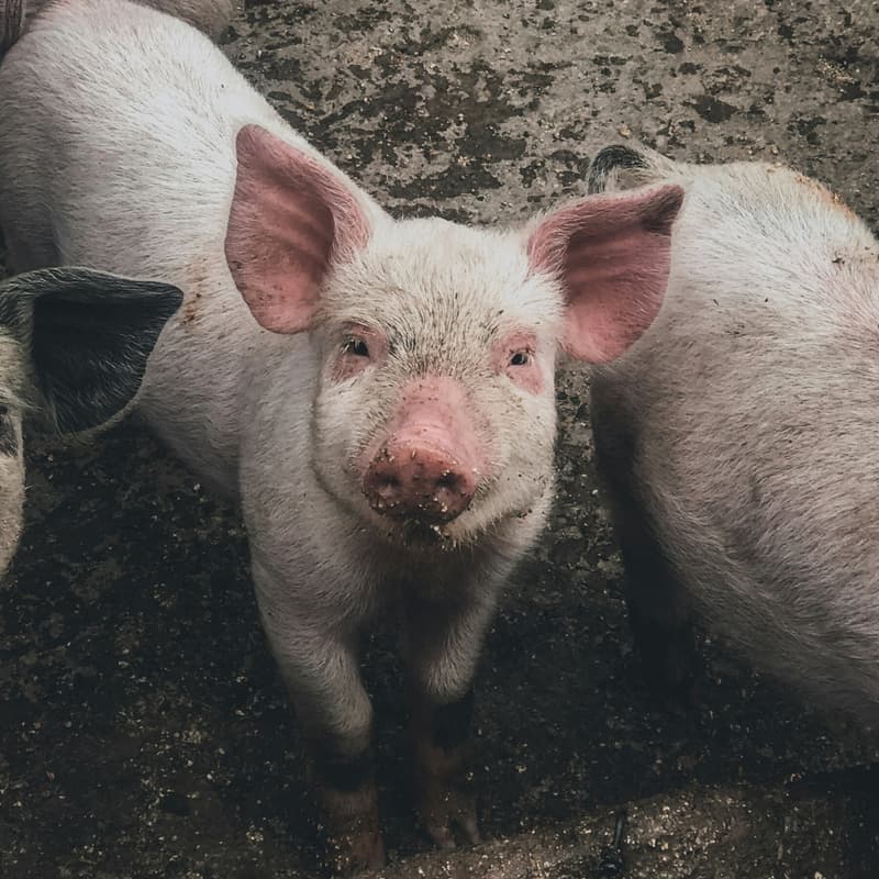 Cover Image for More Than Meats The Eye: A Talk and Q&A with Björn Ólafsson