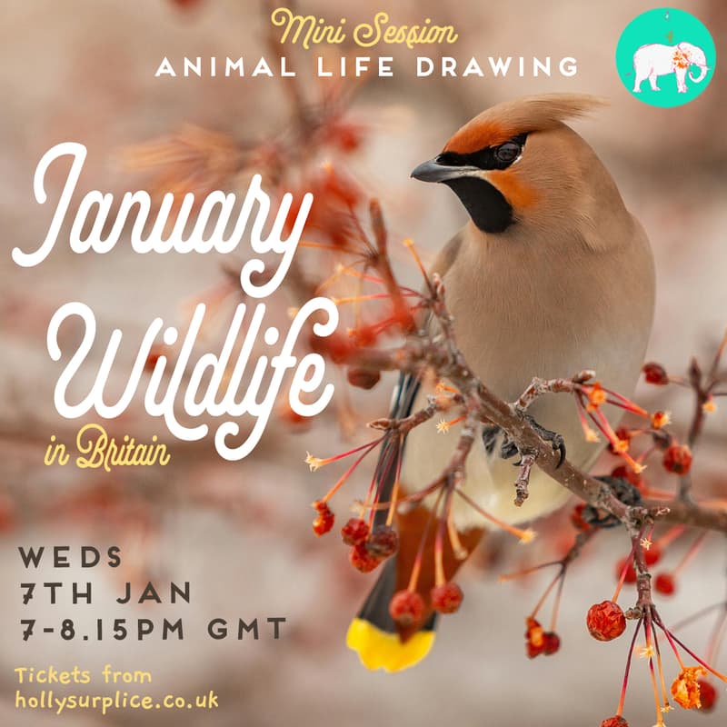 Cover Image for Mini Session - January British Wildlife