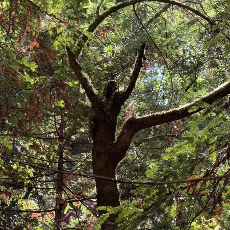 Cover Image for Rancho San Gregorio Pole Jam!