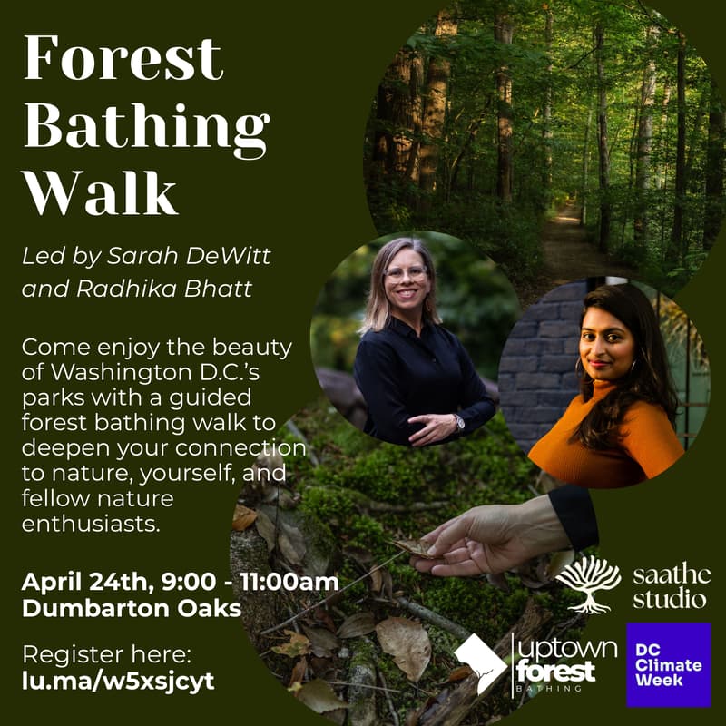 Cover Image for Second Annual Forest Bathing Walk (DC Climate Week)