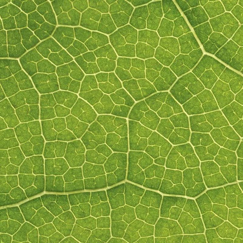 Cover Image for Outdoor Microscopy Experience
