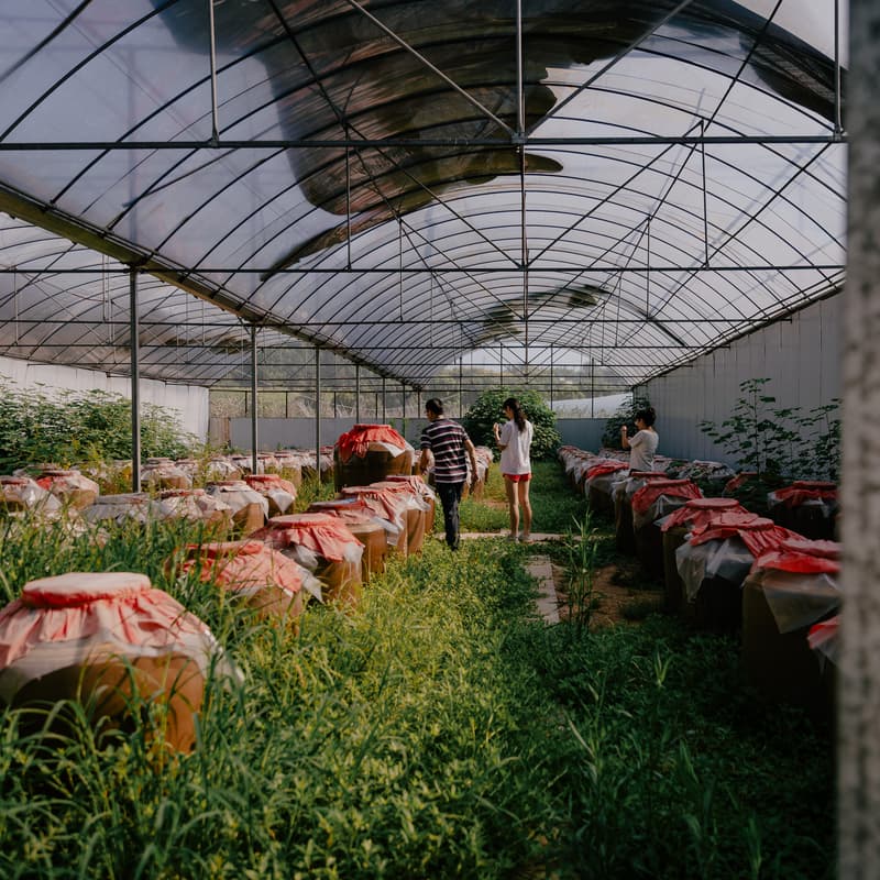 Cover Image for Ferments & Forages: Wèi Collective x Zoe Yang
