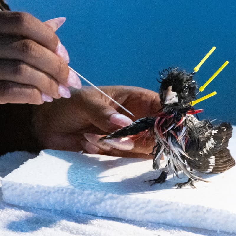 Cover Image for Taxidermy Demonstration & Drawing Workshop with Gotham Taxidermy and NYC Plover Project