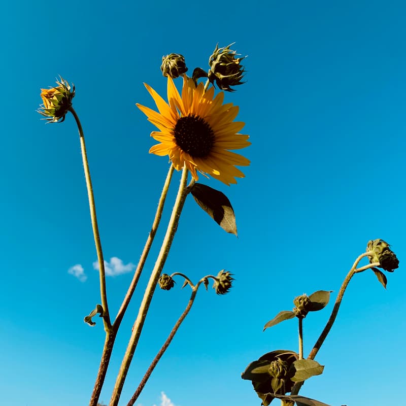 Cover Image for SDFCG April Workday
