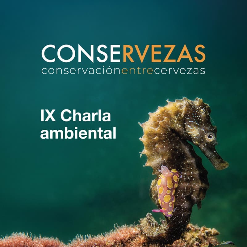 Cover Image for Caballitos de Mar