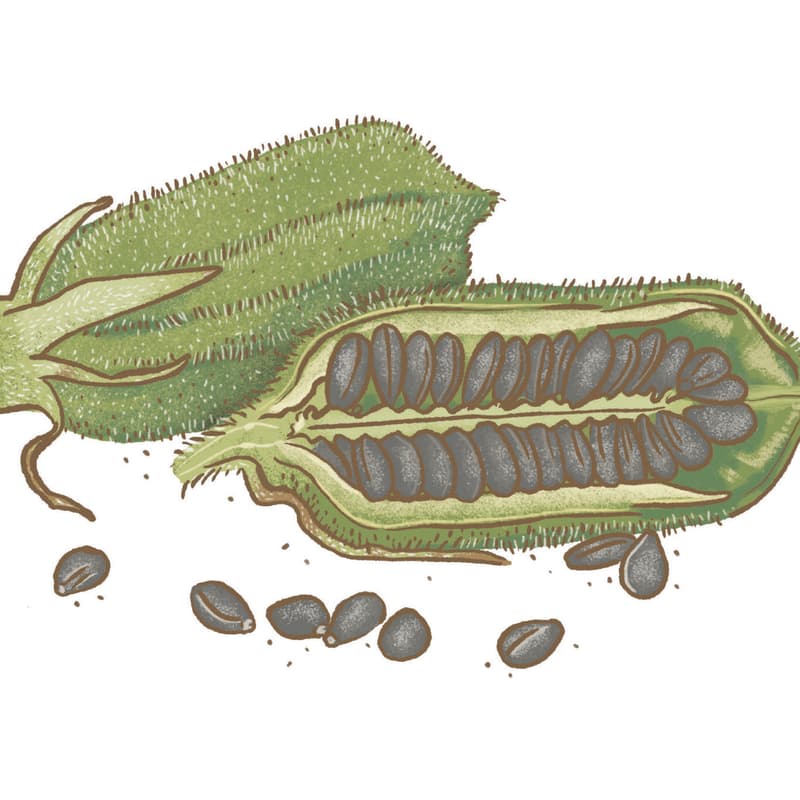 Cover Image for Research Saturday Week 8: The Sesame Dataset