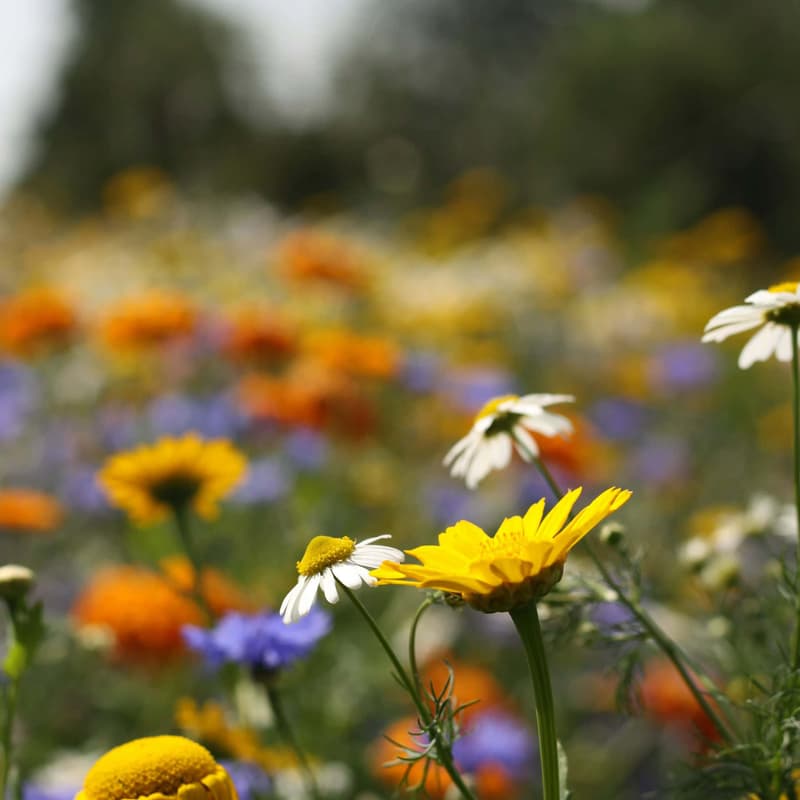 Cover Image for LGBTQIA+ Rainbow Retreat – A Day of Mindfulness and Compassion