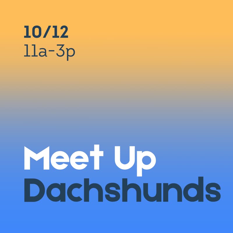 Cover Image for Dachshunds Meet Up