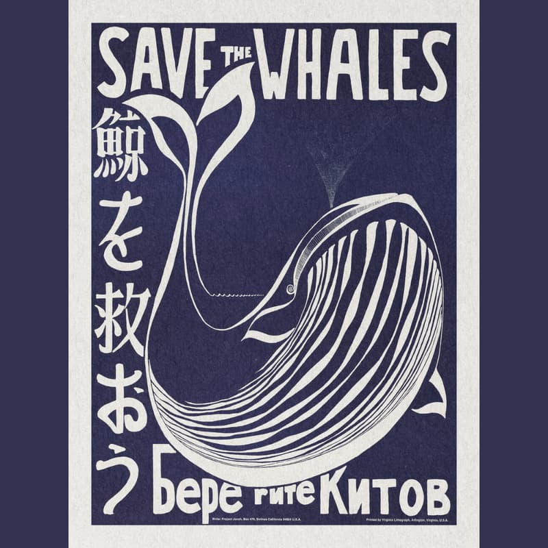 Cover Image for Whalesound 2: Who Knows Why Whales Sing? (Workshop/discussion)