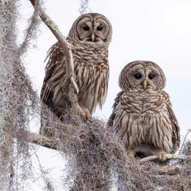Cover Image for Eagle's Pride Golf Course Bird Walk (JBLM)