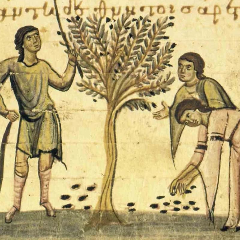 Cover Image for Olive Harvest Gathering: A Day of Ecology, Mythology, and Community