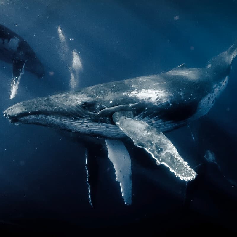 Cover Image for Blue Economy Panel: What Happens The Day After We Put Nature On The Balance Sheet?