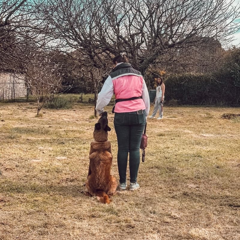 Cover Image for Stage Focus, Connexion, Obéissance. Manon booste le lien canin