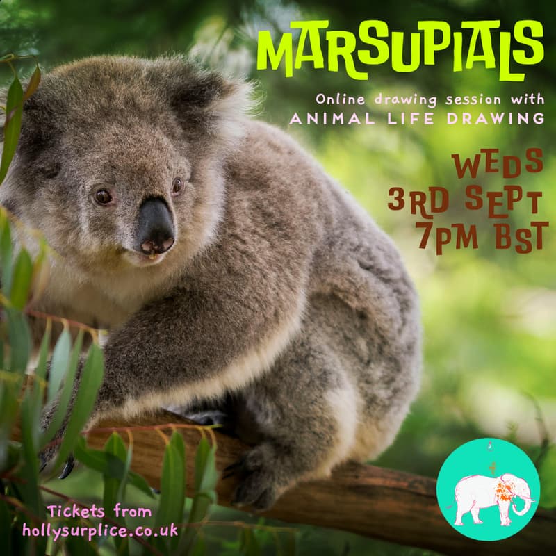 Cover Image for Marsupials