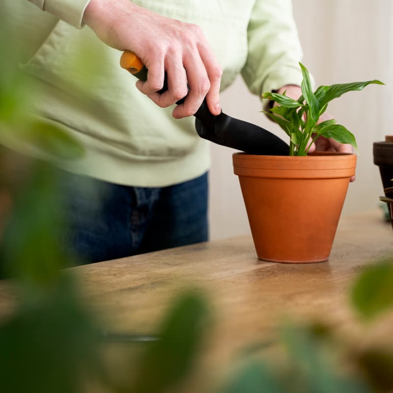 Cover Image for 🪴 Pot your own Plant [Worship street]