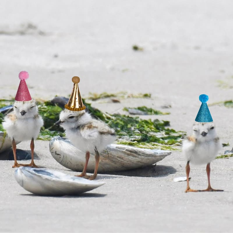 Cover Image for End of Season Celebration!