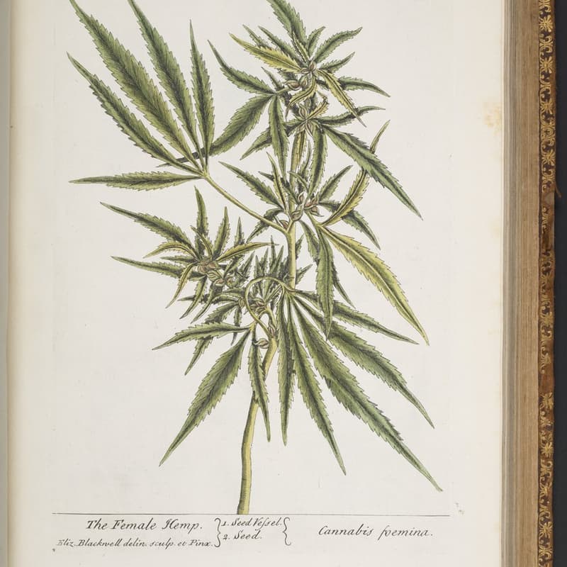 Cover Image for Learn to Grow Cannabis