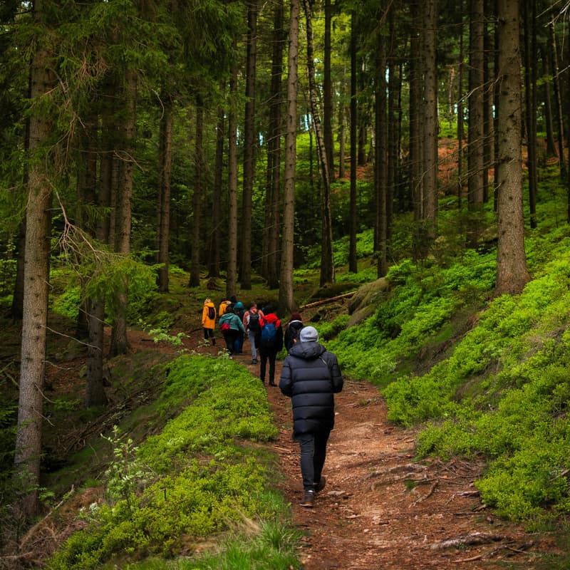 Cover Image for 🌲 Offline Forest Walk | Forest of Fontainebleau | Half-day trip 👣