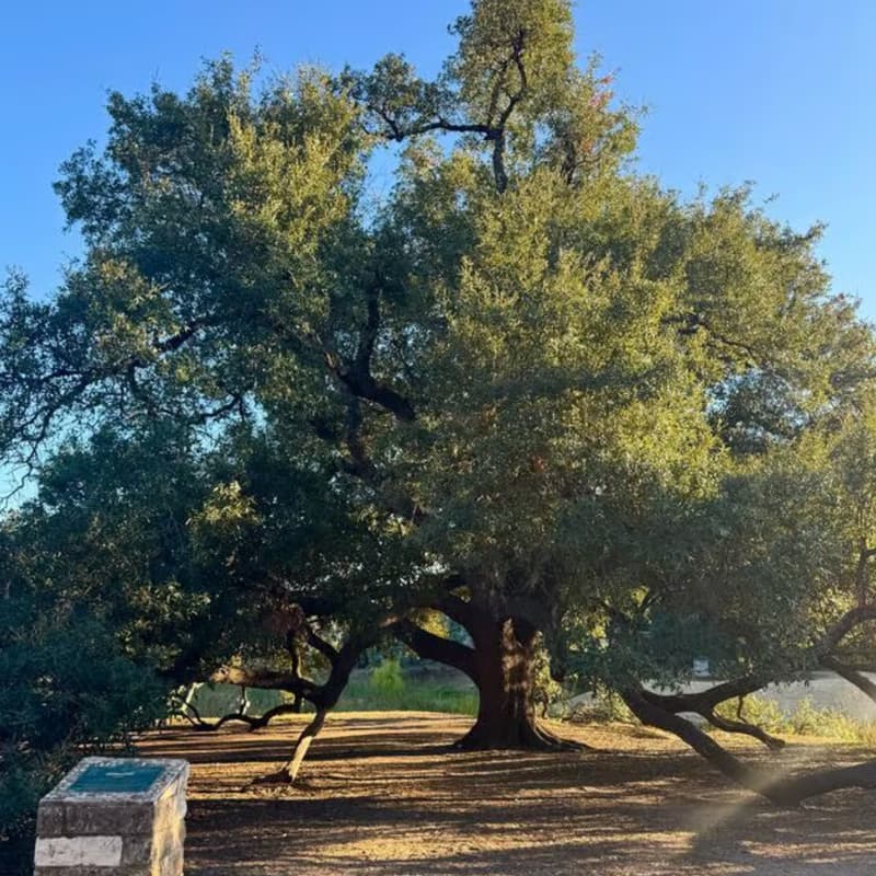 Cover Image for ATX Outsiders Kickoff / Meet the 2008 Large Tree of the Year