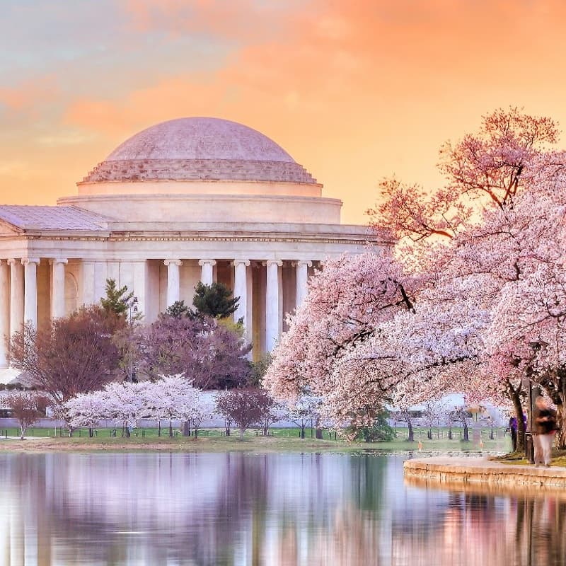 Cover Image for Art in Bloom: Weekend of Culture in Washington, DC | 4/25-27