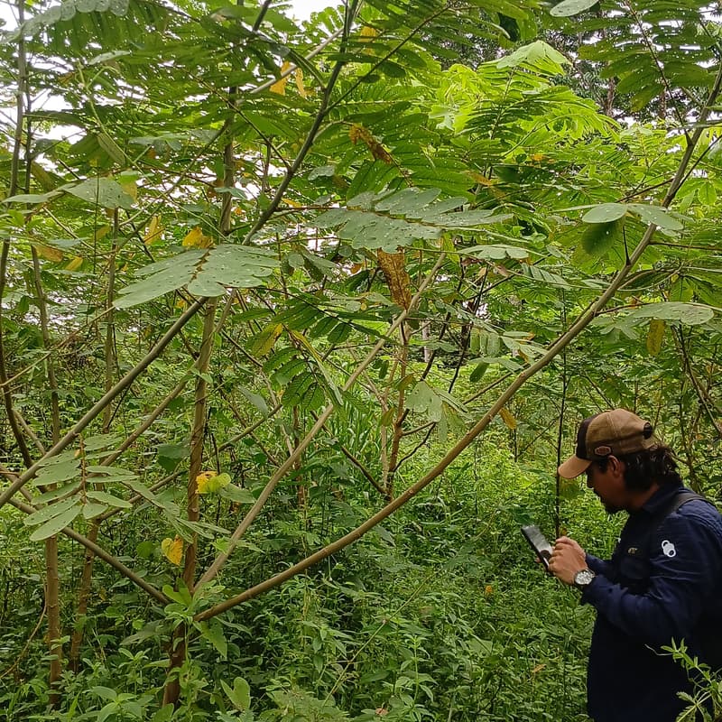 Cover Image for Visita ao campo de restauração MORFO - Bioeconomy Amazon Summit (14.05)