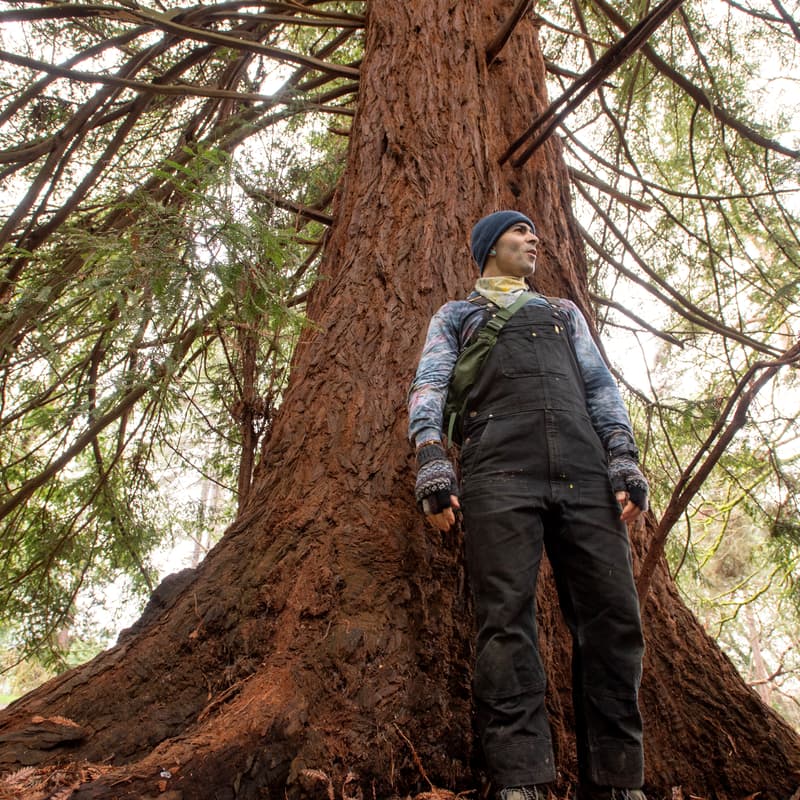 Cover Image for How to Plant Trees (Rewilding Series)