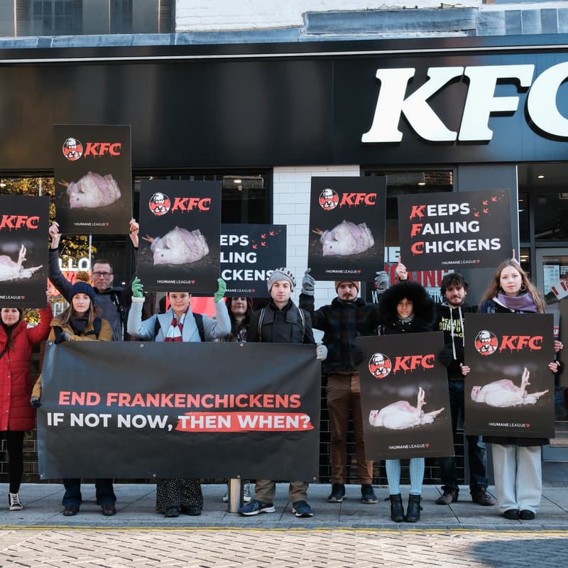 Cover Image for Drive-Thru Takeover: THL UK's intro Webinar to our next KFC action
